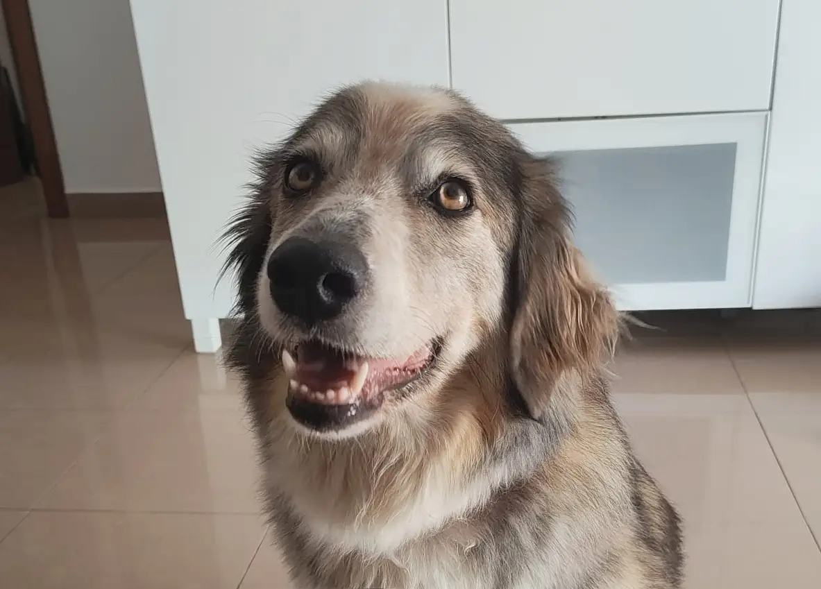 Sula