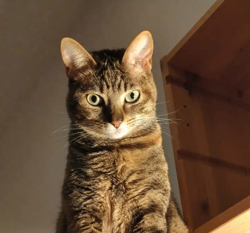 Syl